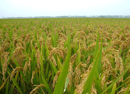 水稻 