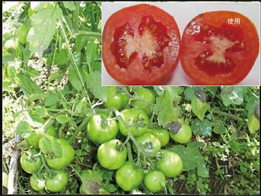 番茄施用壳牌深海菌肥增产25%